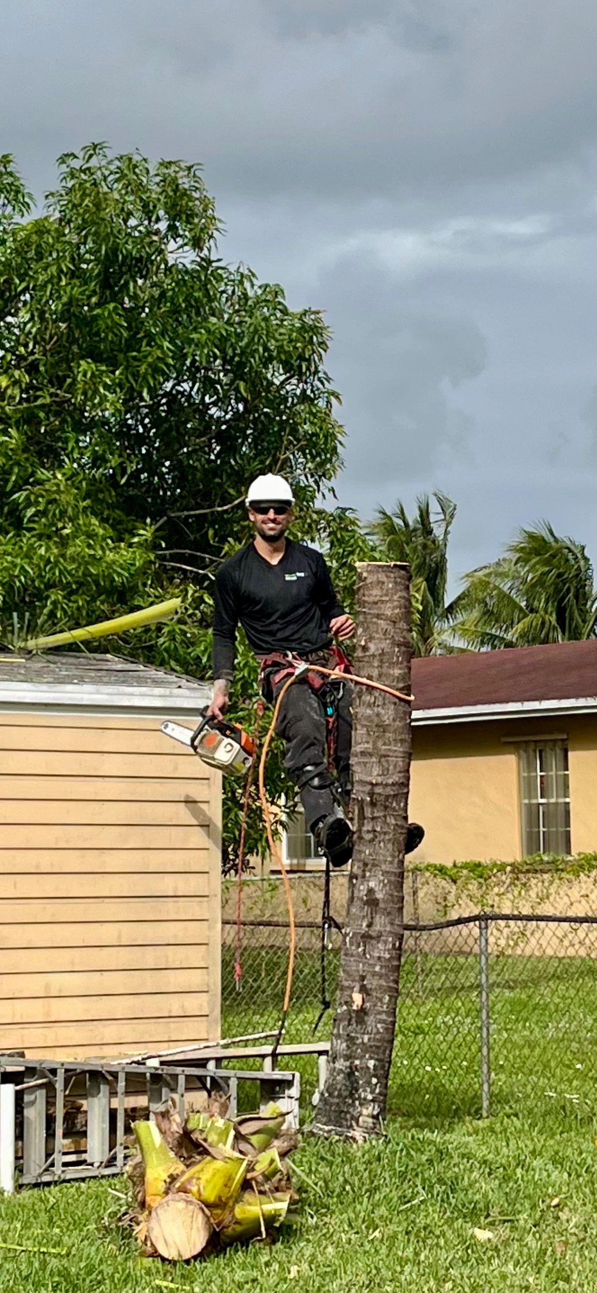 Monty Tree Service arborist working a palm with a chainsaw and harness