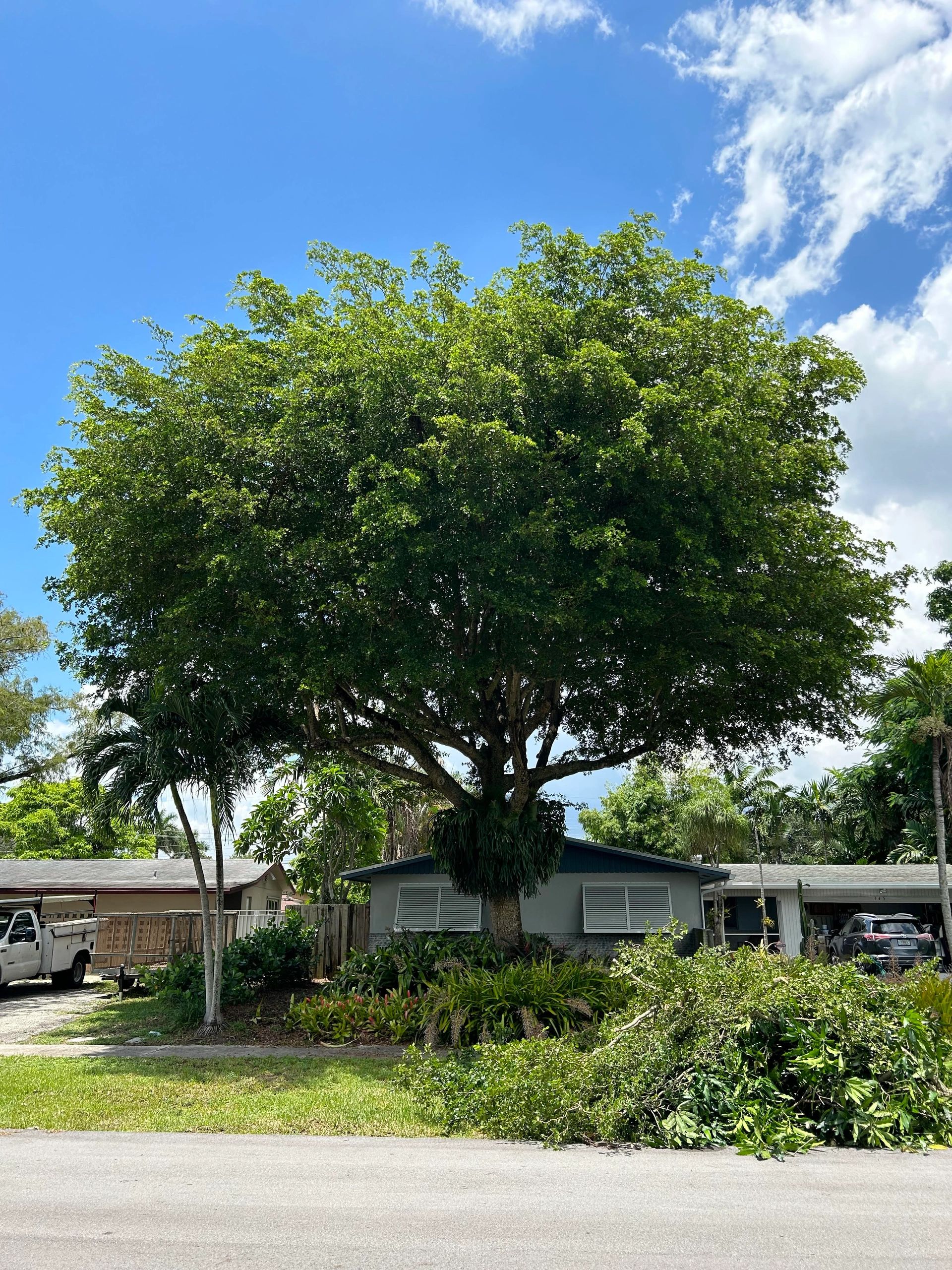 Monty Tree Service crew at work in South Florida