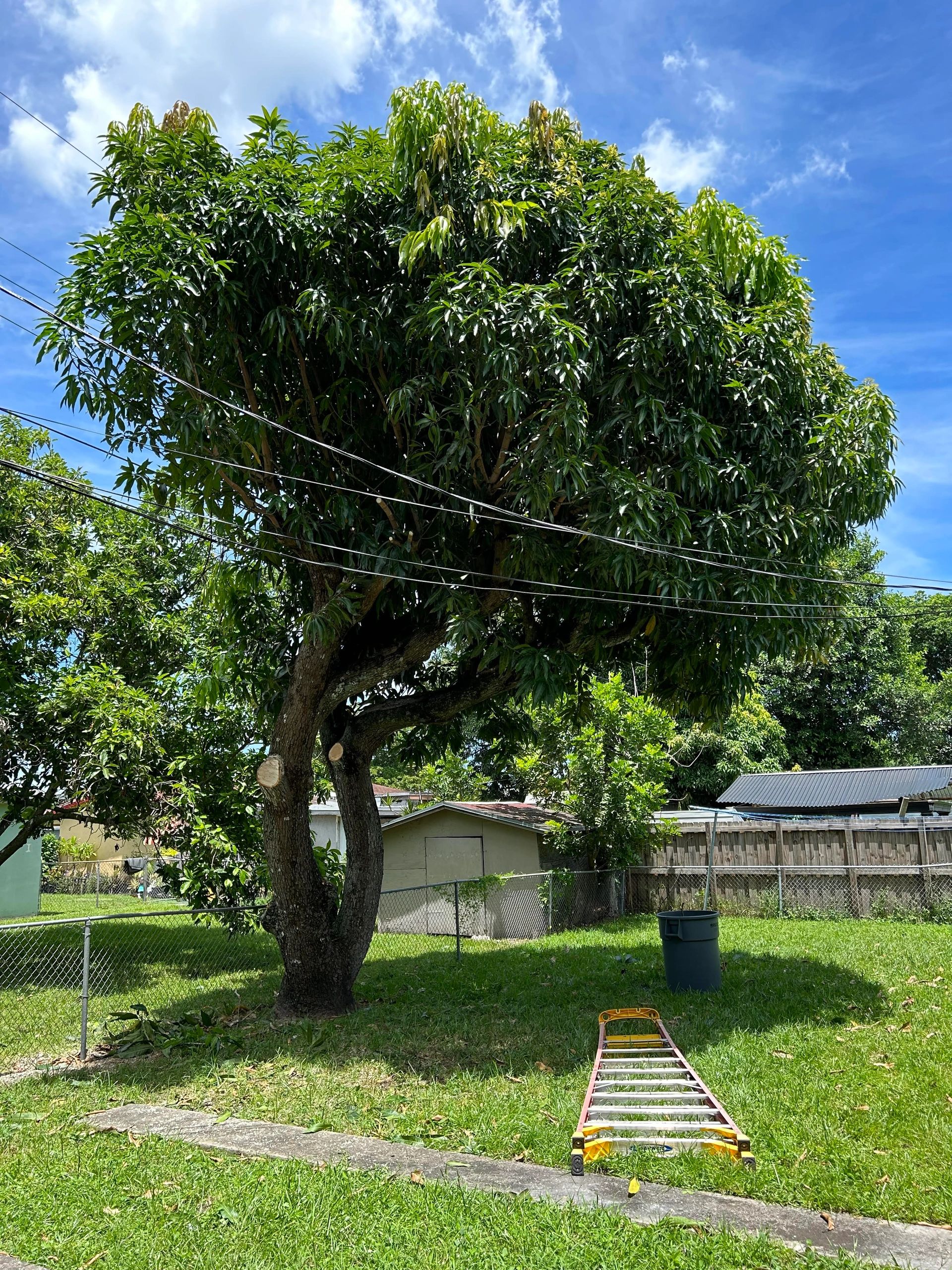 A large backyard tree staged for removal with a ladder, South Florida