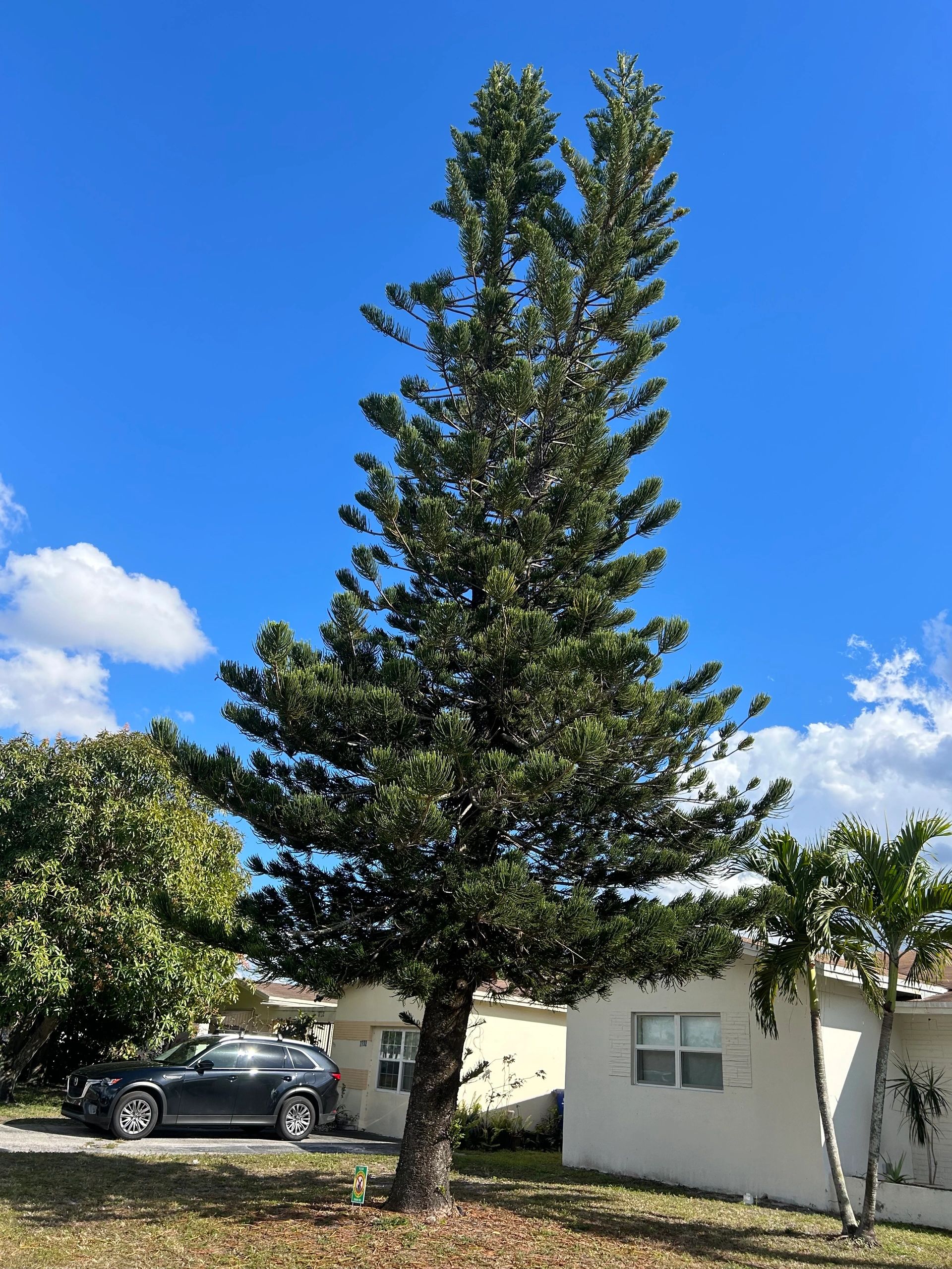 Monty Tree Service family crew on the job in South Florida