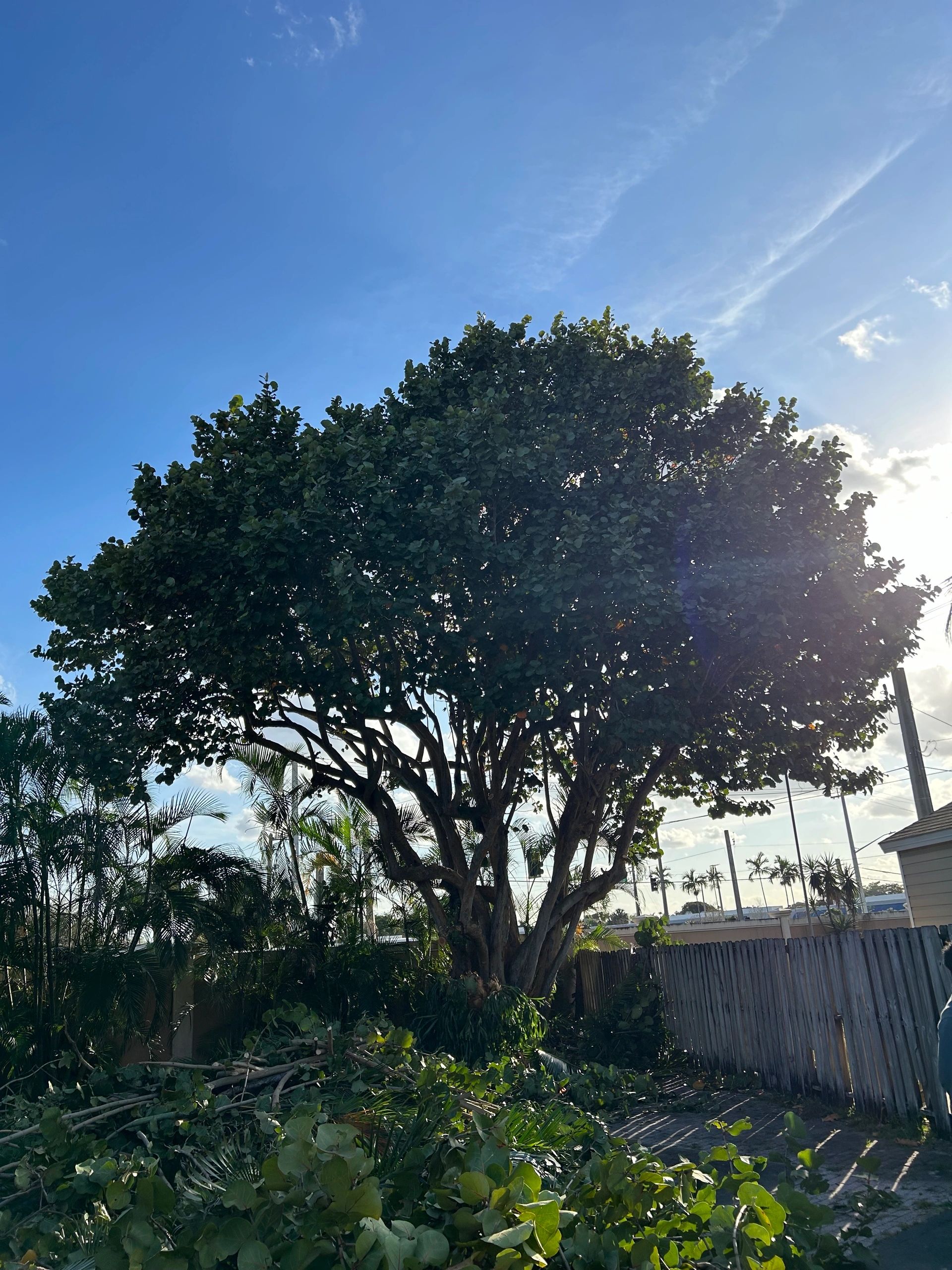 Monty Tree Service crew at work in South Florida