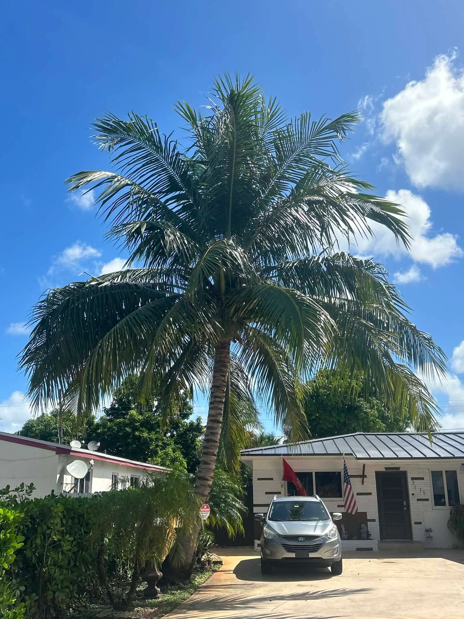 Monty Tree Service crew at work in South Florida