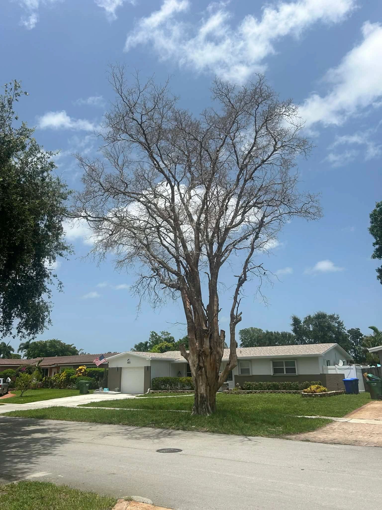A dead, bare tree standing in front of a South Florida home