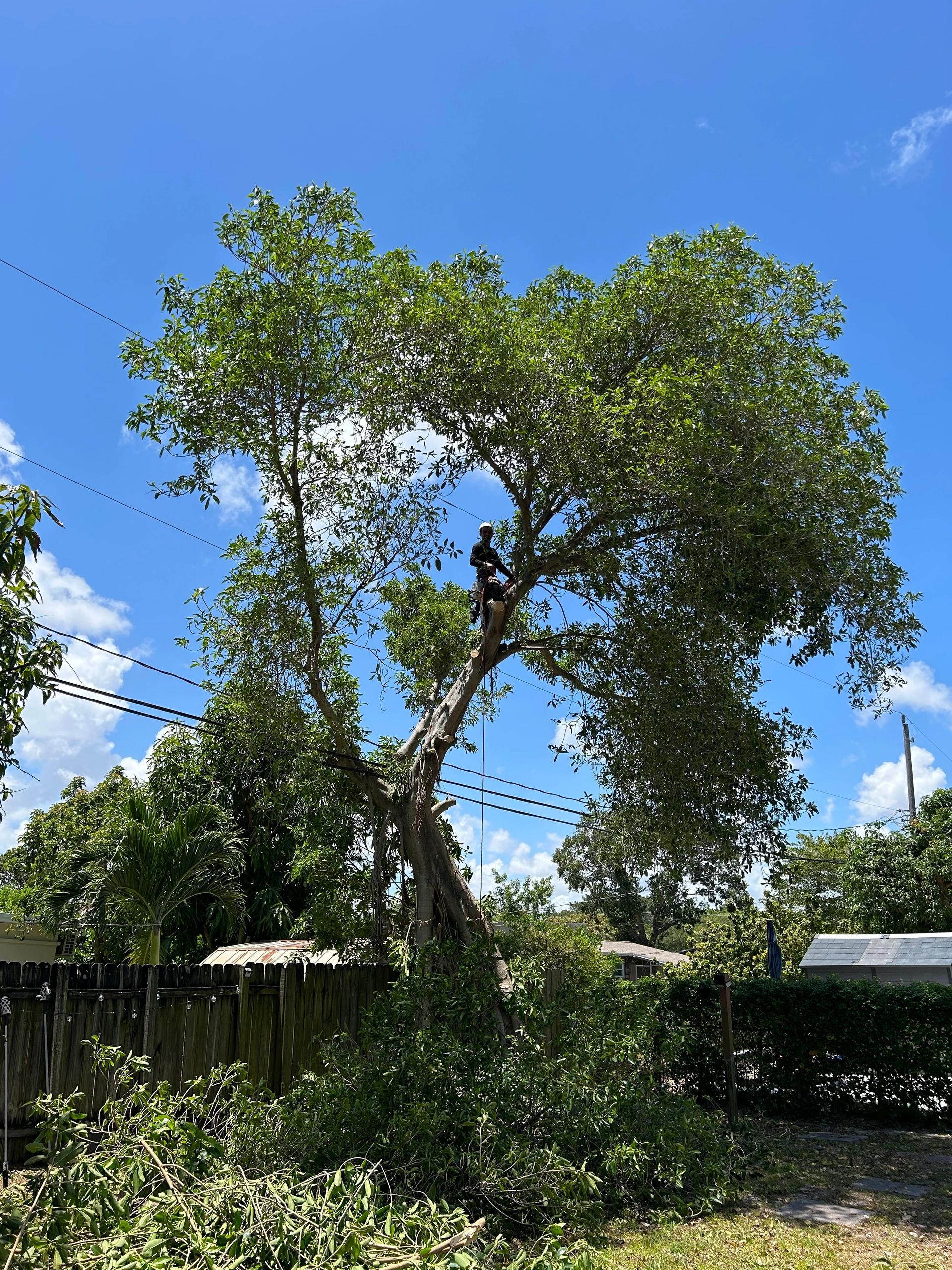 Monty Tree Service arborist high in the canopy against a clear blue Florida sky