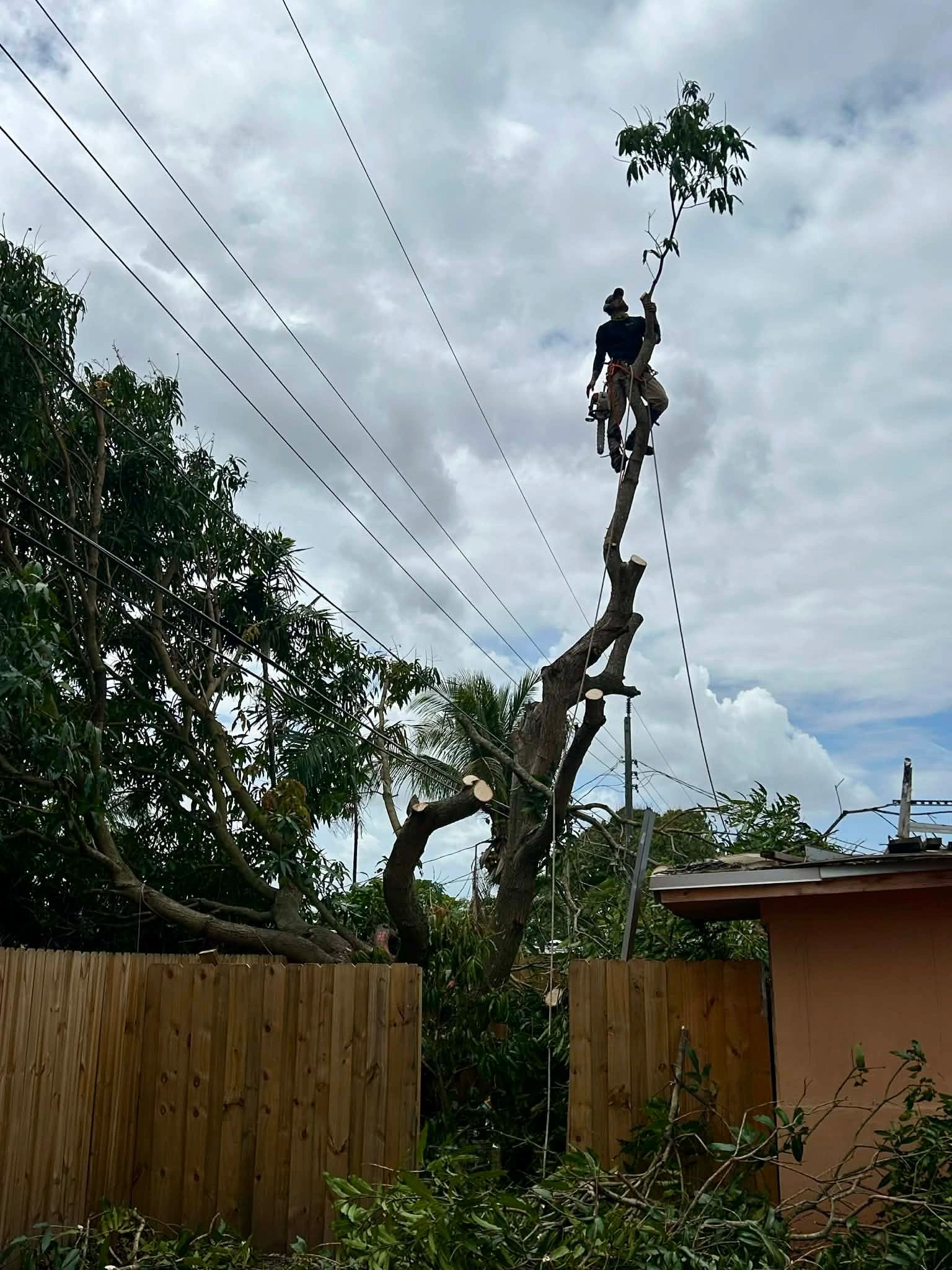 Monty Tree Service crew at work in South Florida