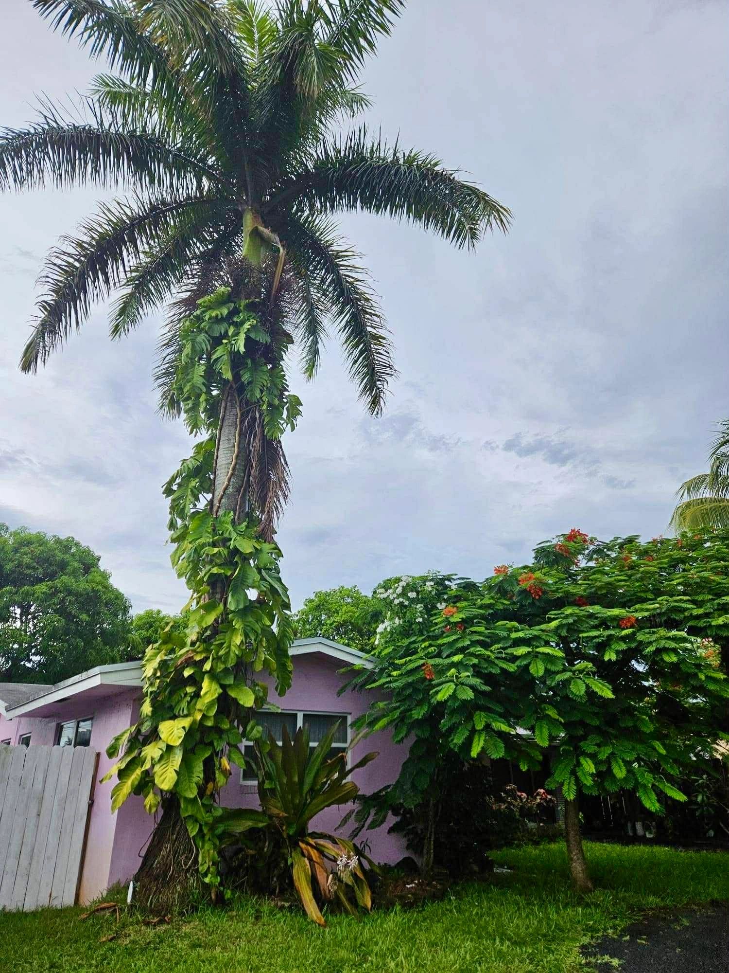 Monty Tree Service crew at work in South Florida